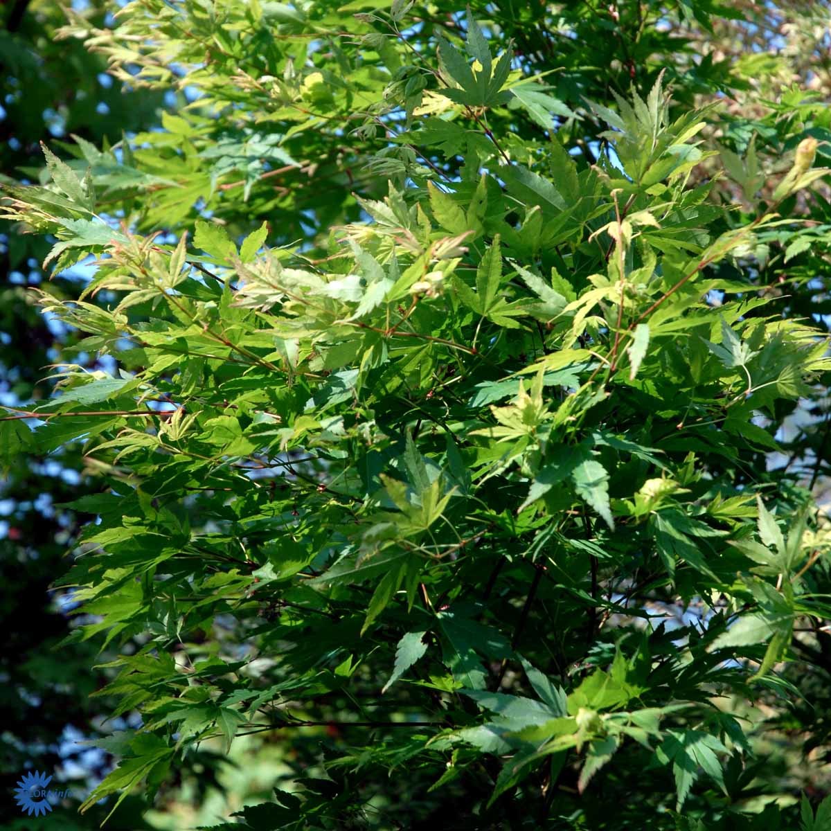 VIFTELØNN "BUTTERFLY" (Busk)