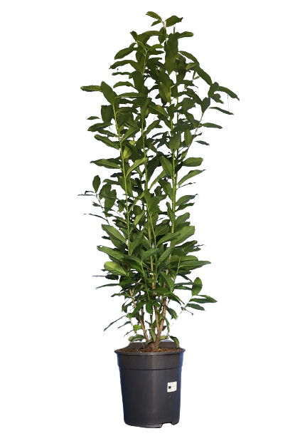 Laurbærhegg Genolia / Mariblon (40-100 cm)