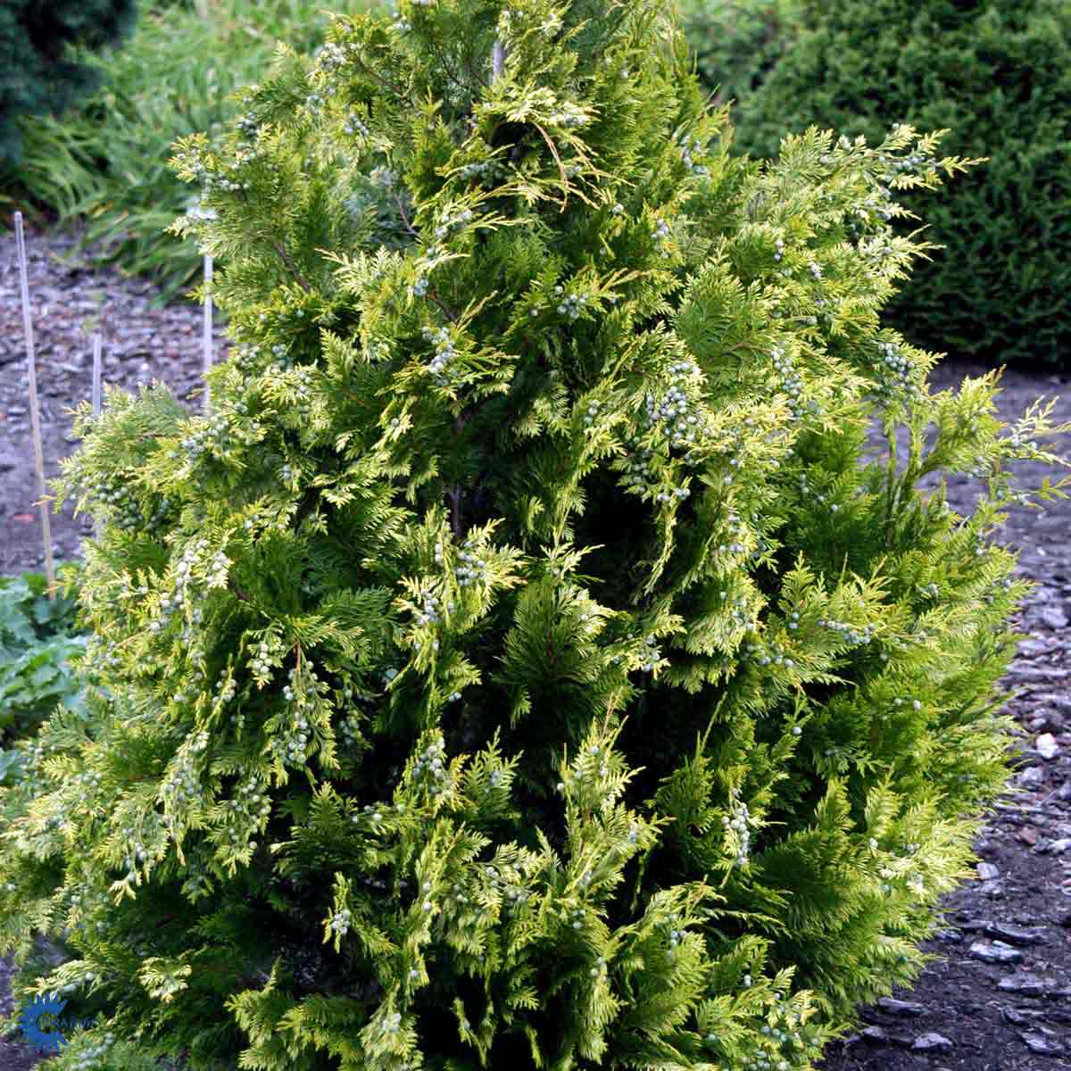 Lawson-sypress 'Ivonne'