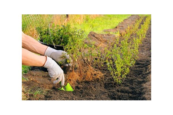 Bilde som viser planting av ligusterhekk