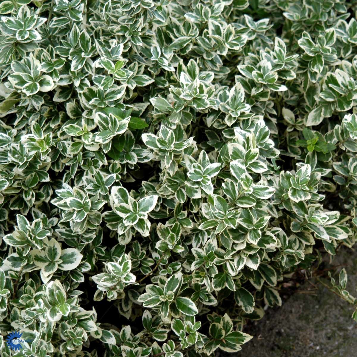 Klatrebeinved 'Emerald Gaiety'