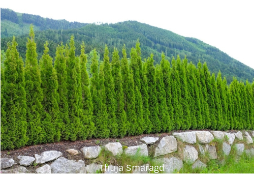 Thuja hekkplante, tett og robust
