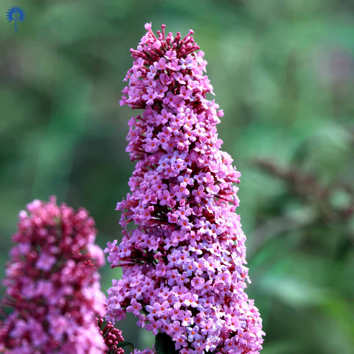 Sommerfuglbusk 'Pink Delight'