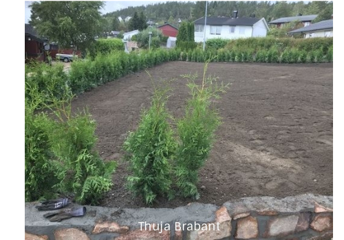 Thuja hekkplante, grønn og frodig