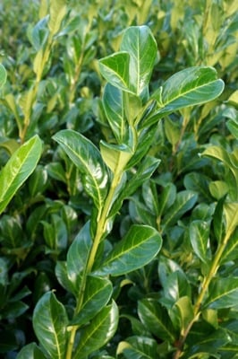 Laurbærhegg 'Legend'