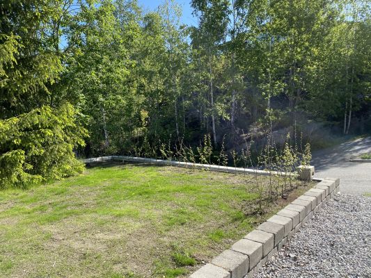 Agnbøk barrotplanter klare for hekk på Frogner