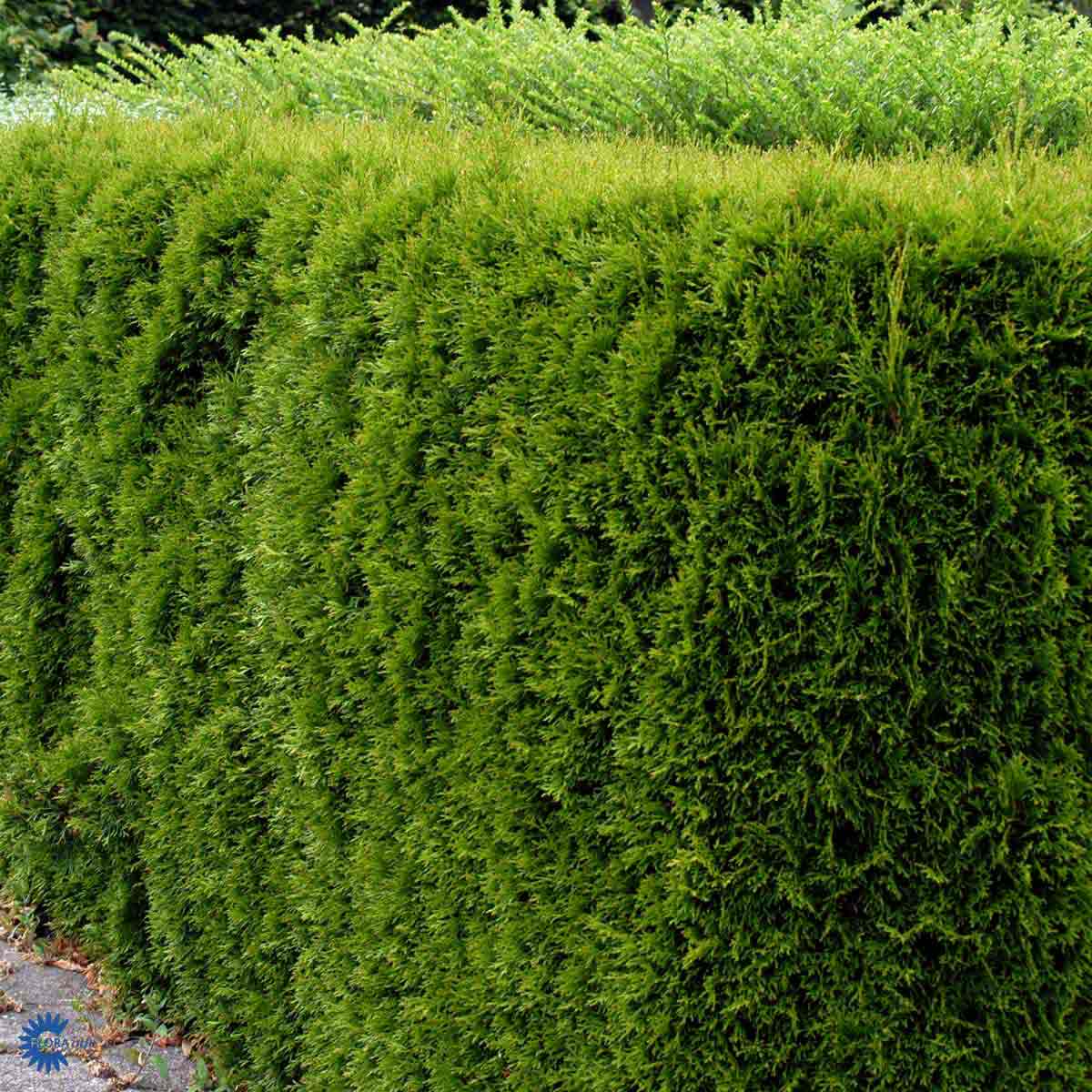 Bilde av Thuja Smaragd hekk, grønn og tett