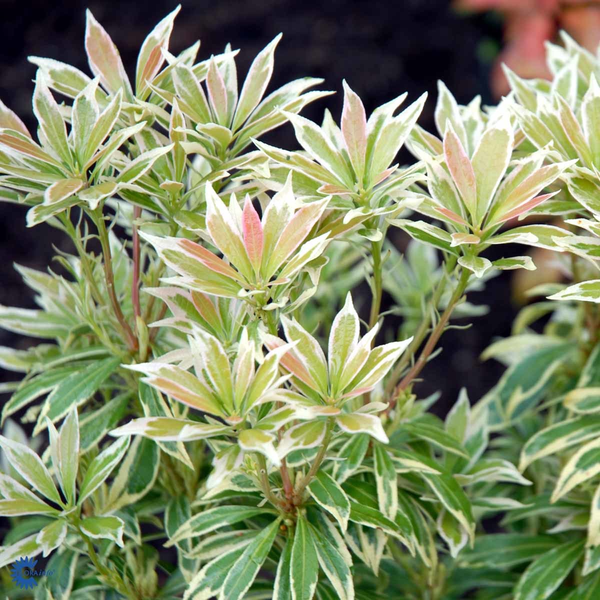 PIERIS 'VARIEGATA' (BUSK)