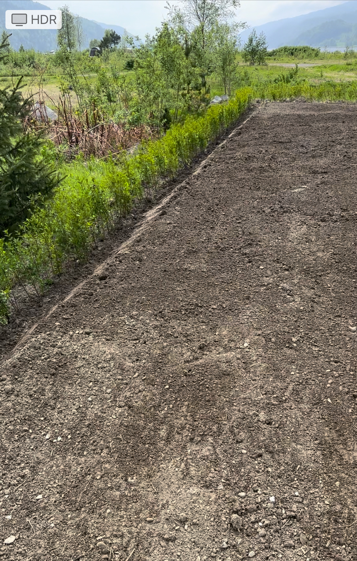 Vinterliguster Frei mai 2024