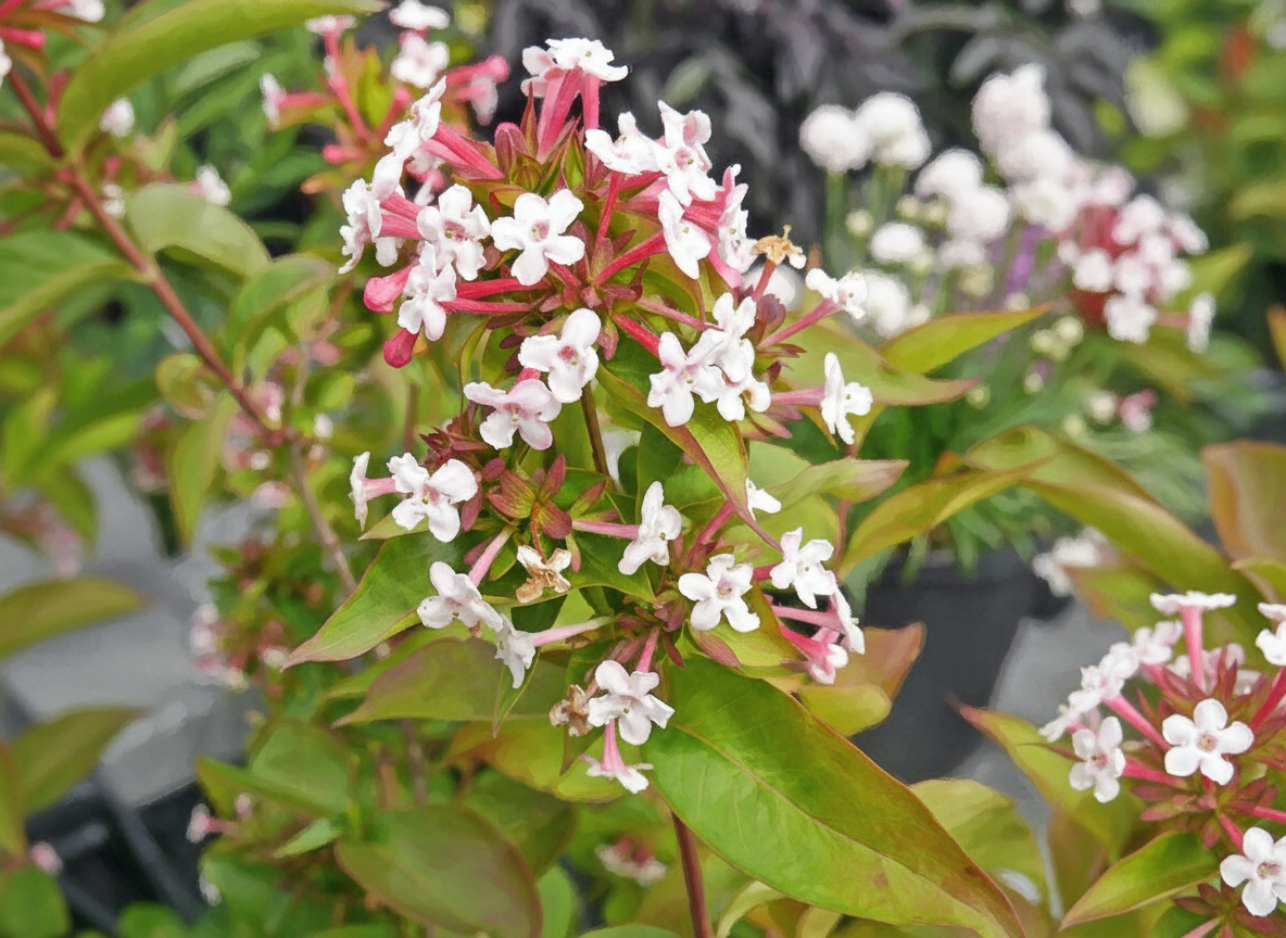 Duftabelia IDA E ('Eplida')(norsk klon)