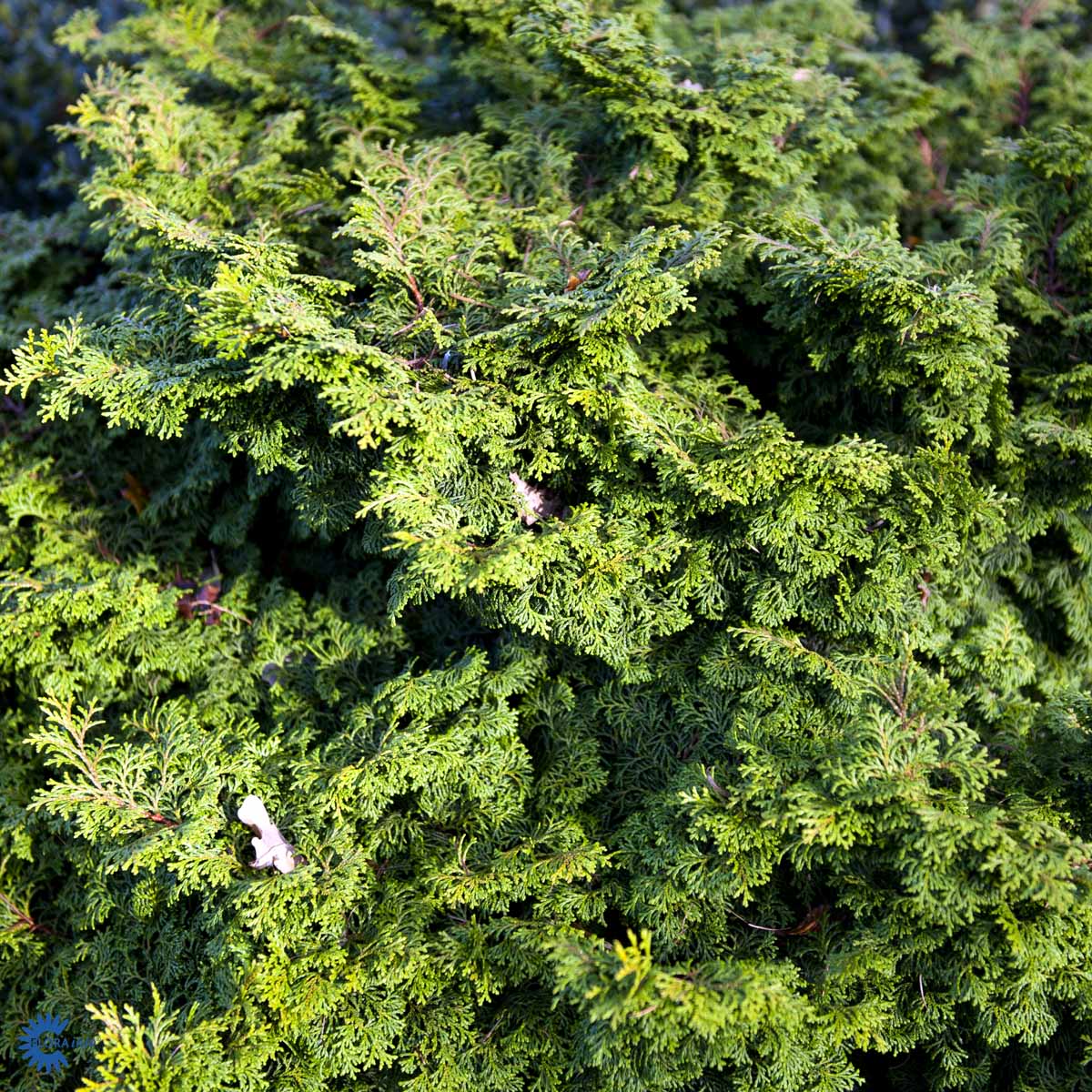 Solsypress 'Pygmaea'