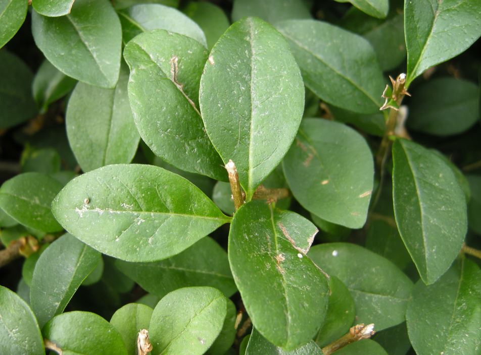 Vinterliguster hekk klar til planting