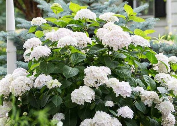 Hortensia 'Blushing Bride'