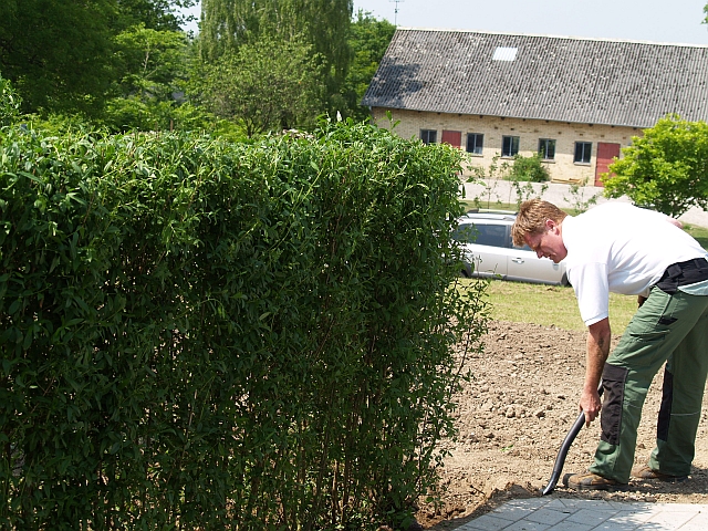 Ulike hekkplanter klare for utplanting