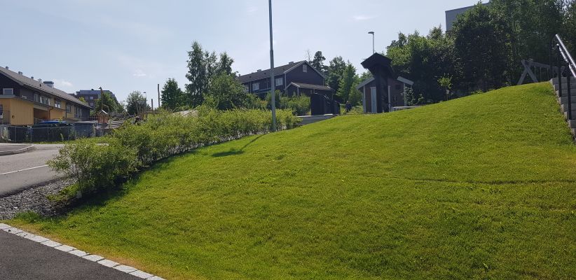 Brudespirea hekk plantet i Oslo, blomstrende og dekorativ