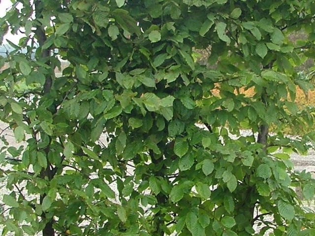 Agnbøk ferdighekk, tett og robust