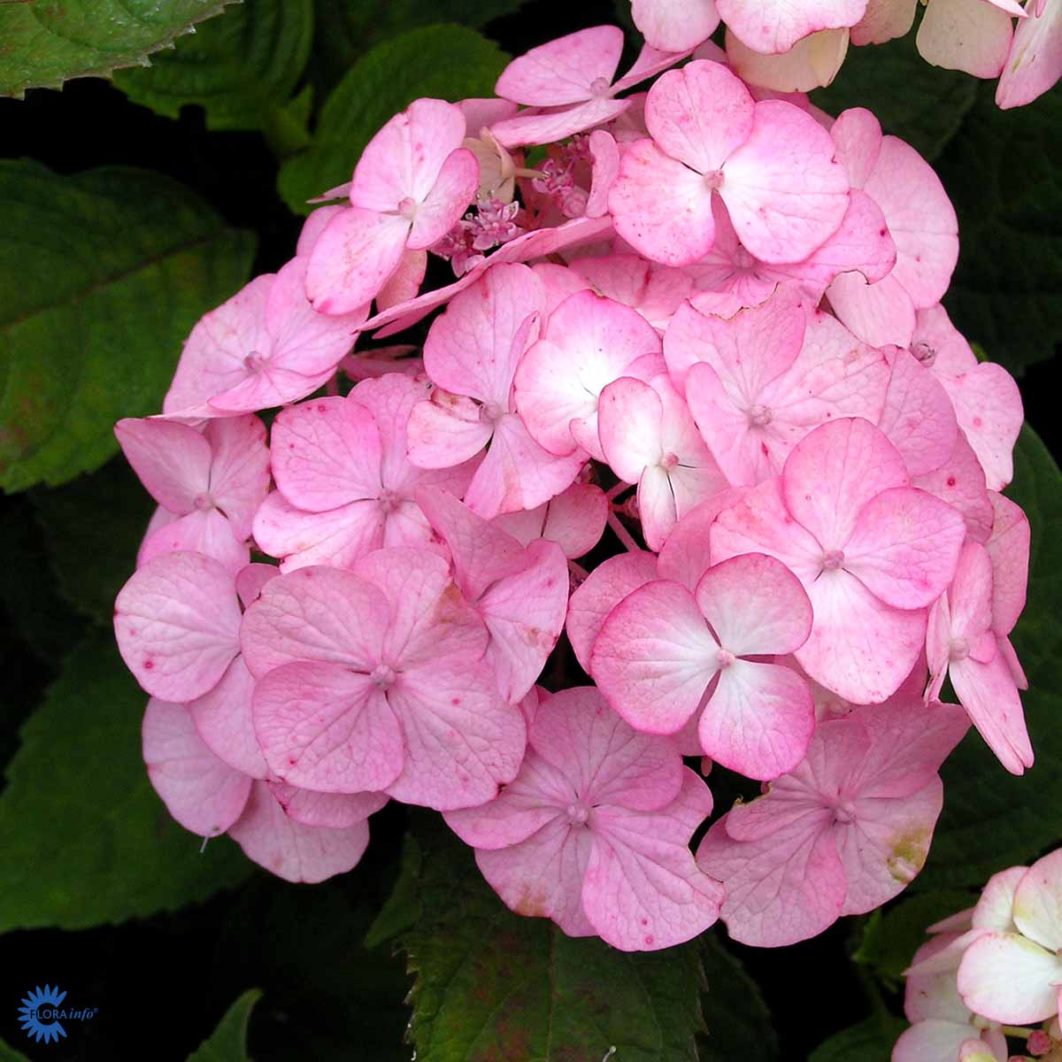 Hortensia 'Preziosa'