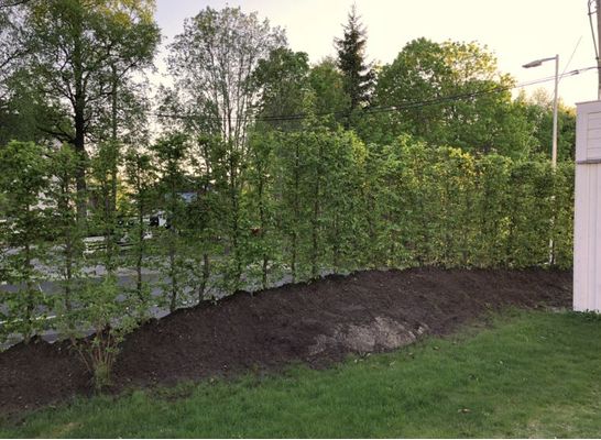 Bilde fra hageprosjekt i Eidsvoll, grønn hekk