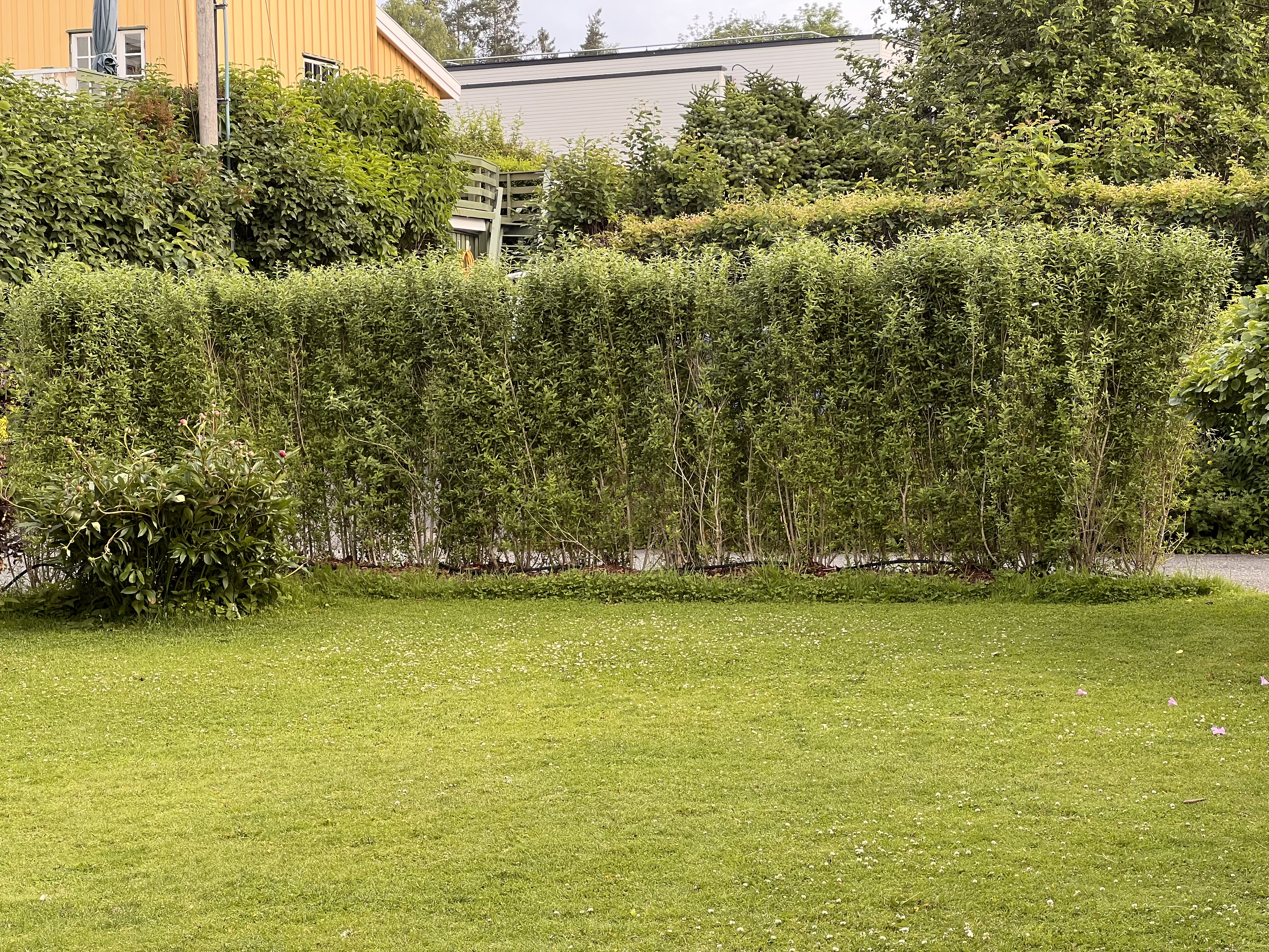 Liguster Liga ferdighekk plantet i Oslo april 2022