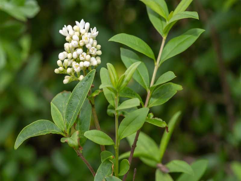 Ferdighekk fra Hekkplanter.no