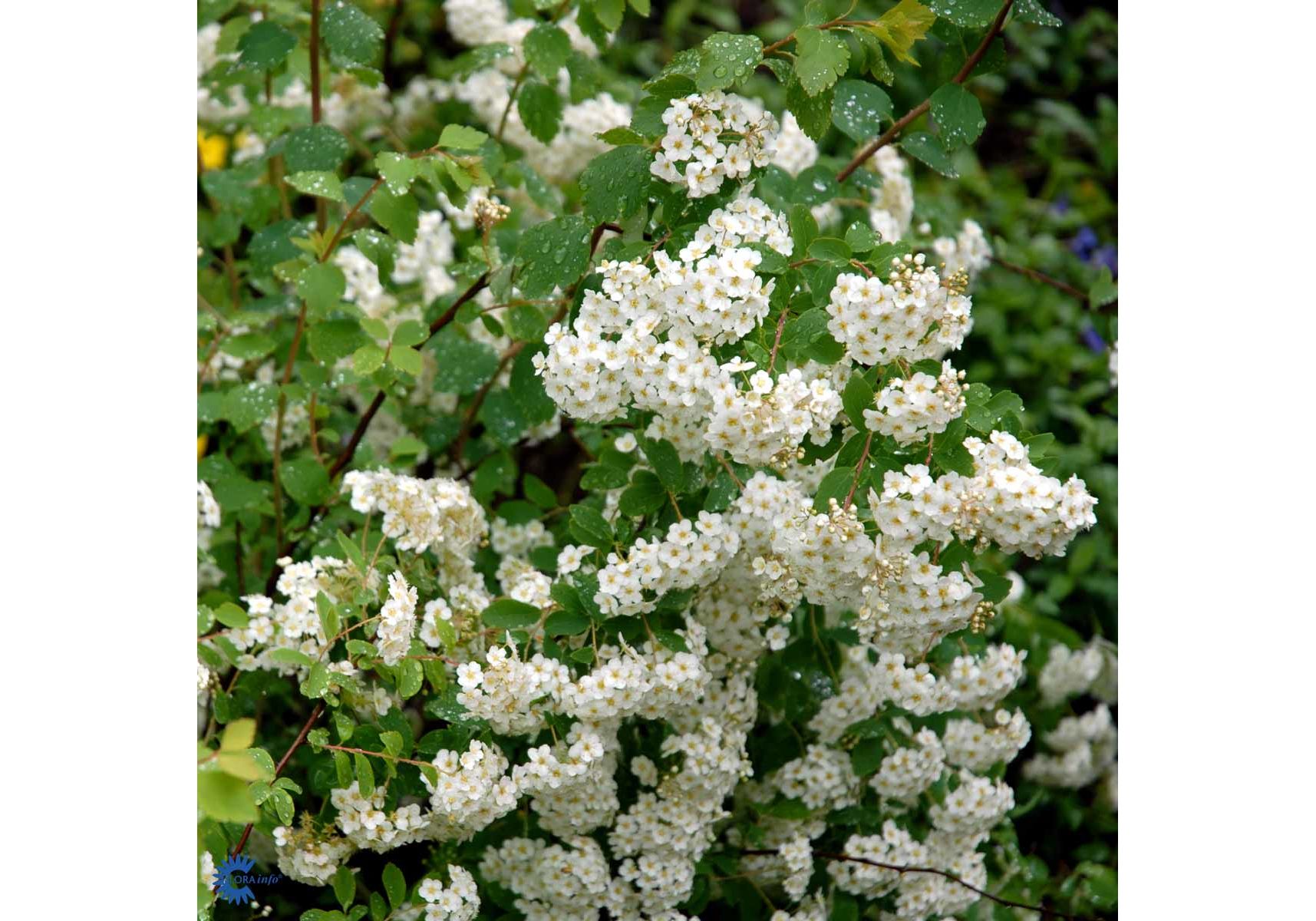 Spiraea Cinerea Grefsheim hekkplanter bilde 2