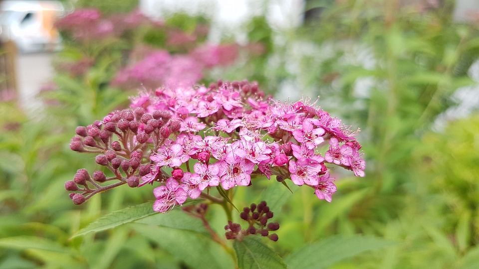 Japanspirea 'Darts Red'