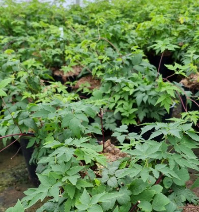 Klematis Skogranke sibirica 'Hulder'