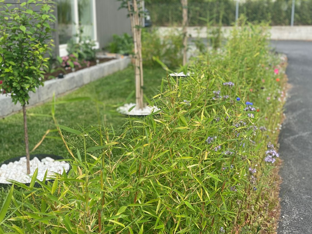 Bambus hekk Dino i Lillesand