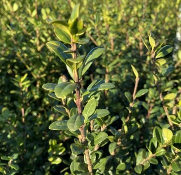 Japansk kristtorn 'Caroline Upright' (Ferdighekk 100 cm+)