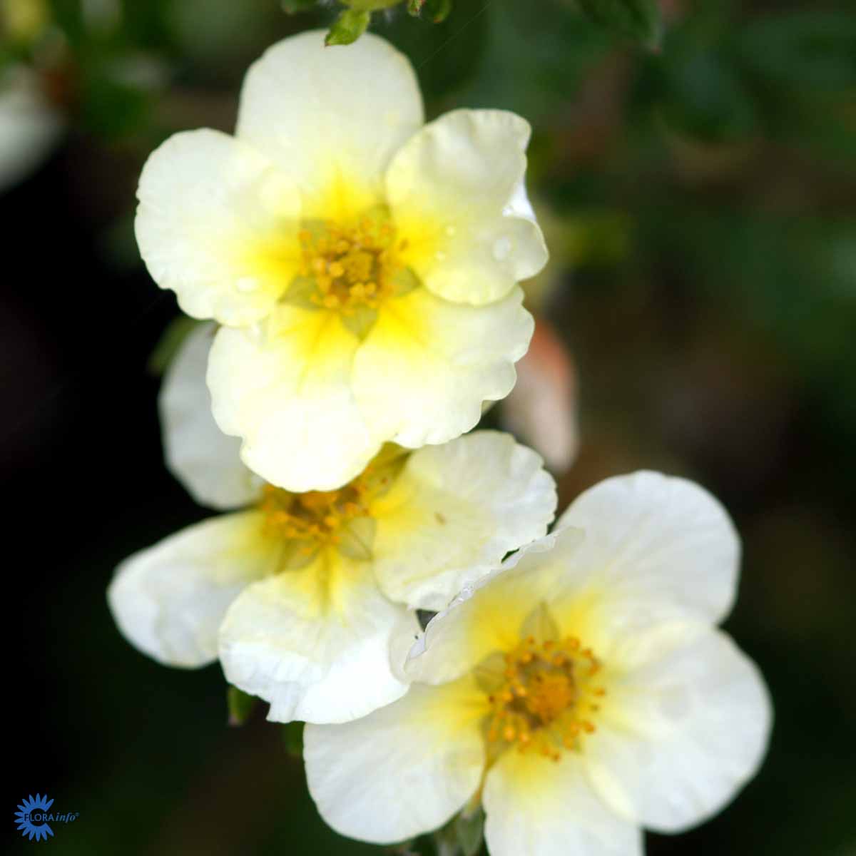 Buskmure 'Limelight'