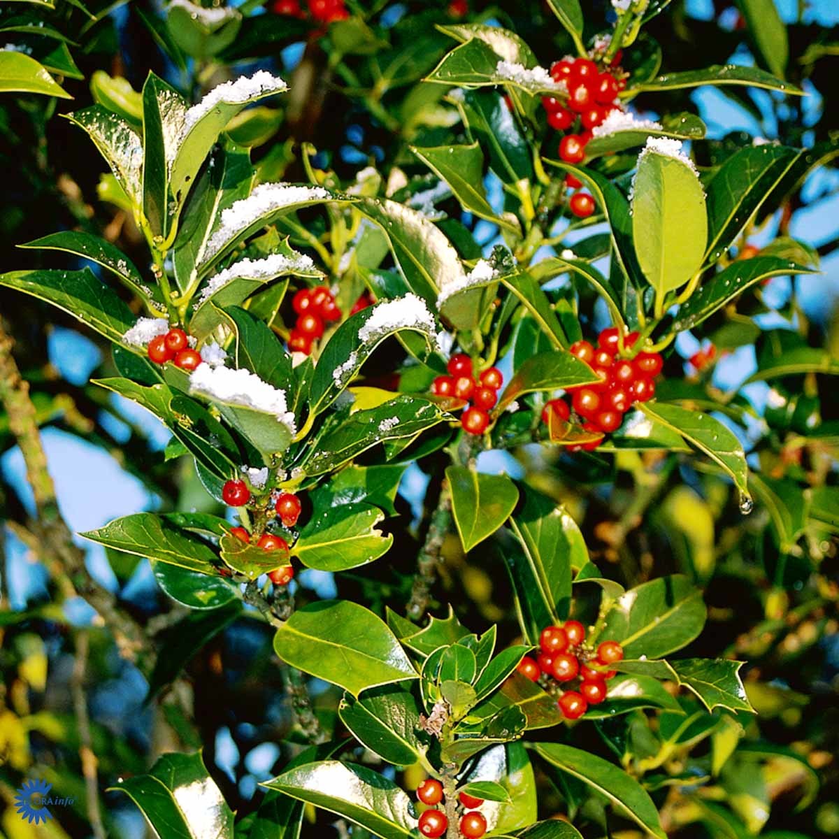 Kristtorn 'J. C. van Tol'