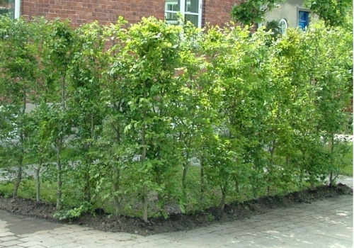Bøk hekkplante, frodig og grønn