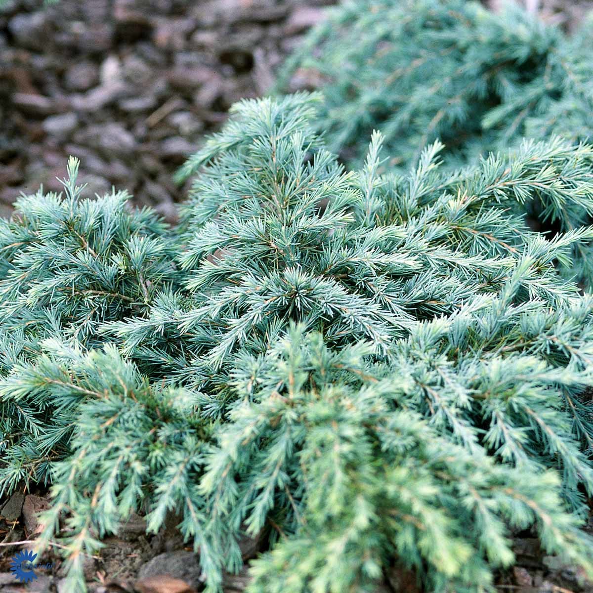 Himalayaseder 'Feeling Blue'