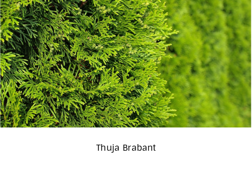 Thuja hekkplante, tett og grønn