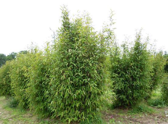 Trifina natur hekkplanter