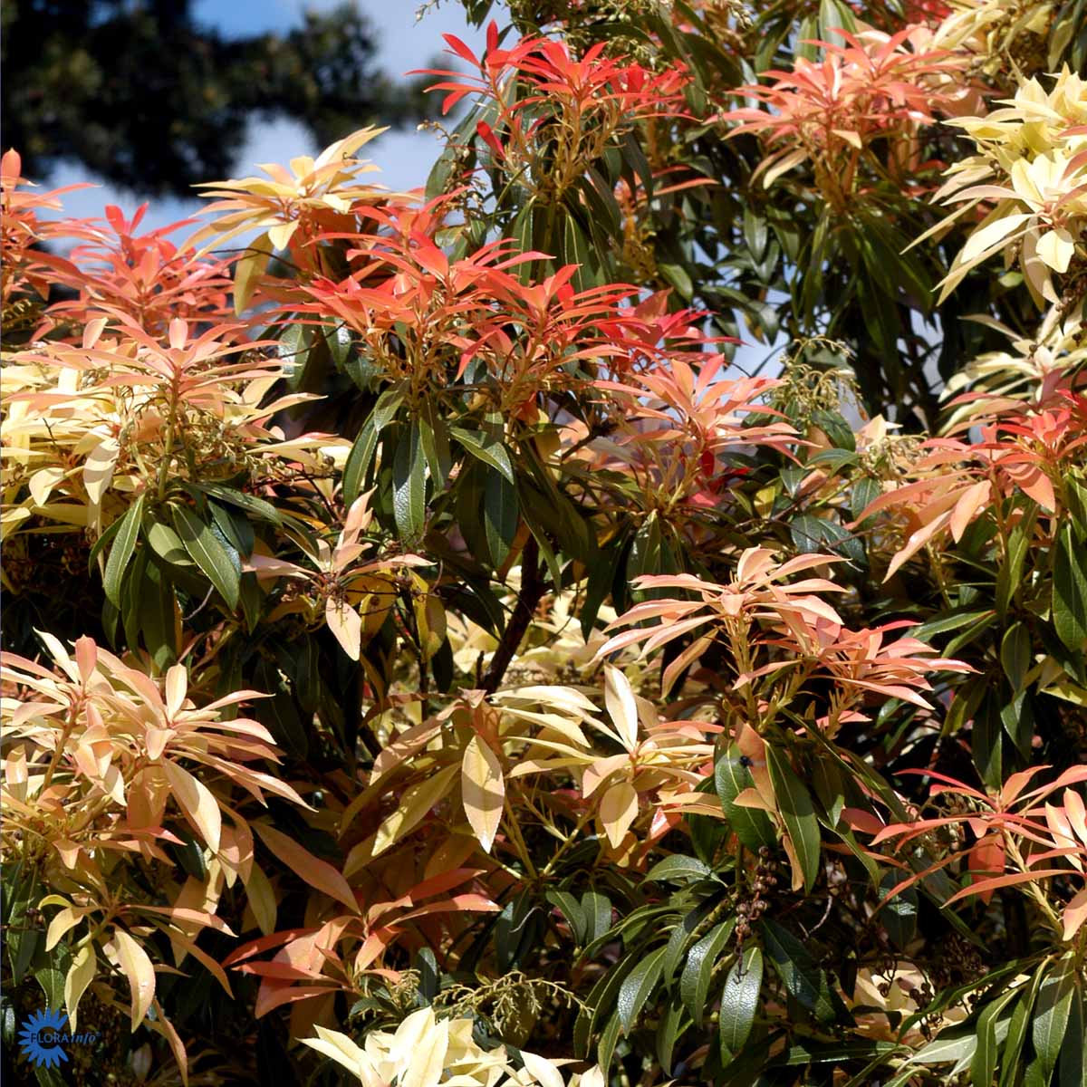 PIERIS 'FOREST FLAME' (BUSK)
