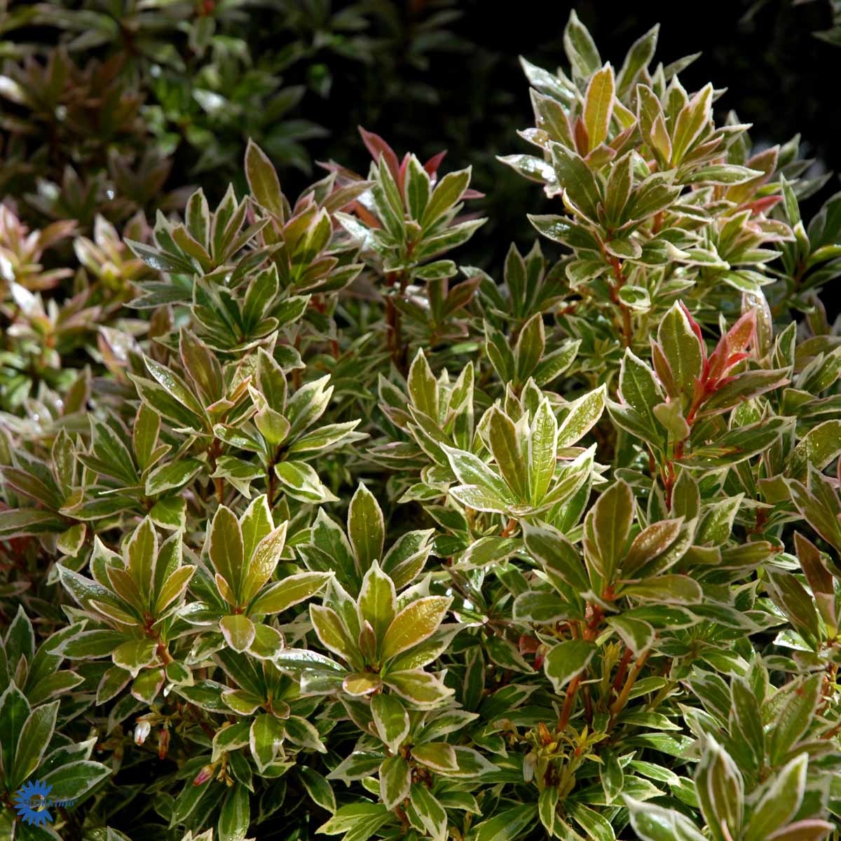PIERIS 'LITTLE HEATH' (BUSK)