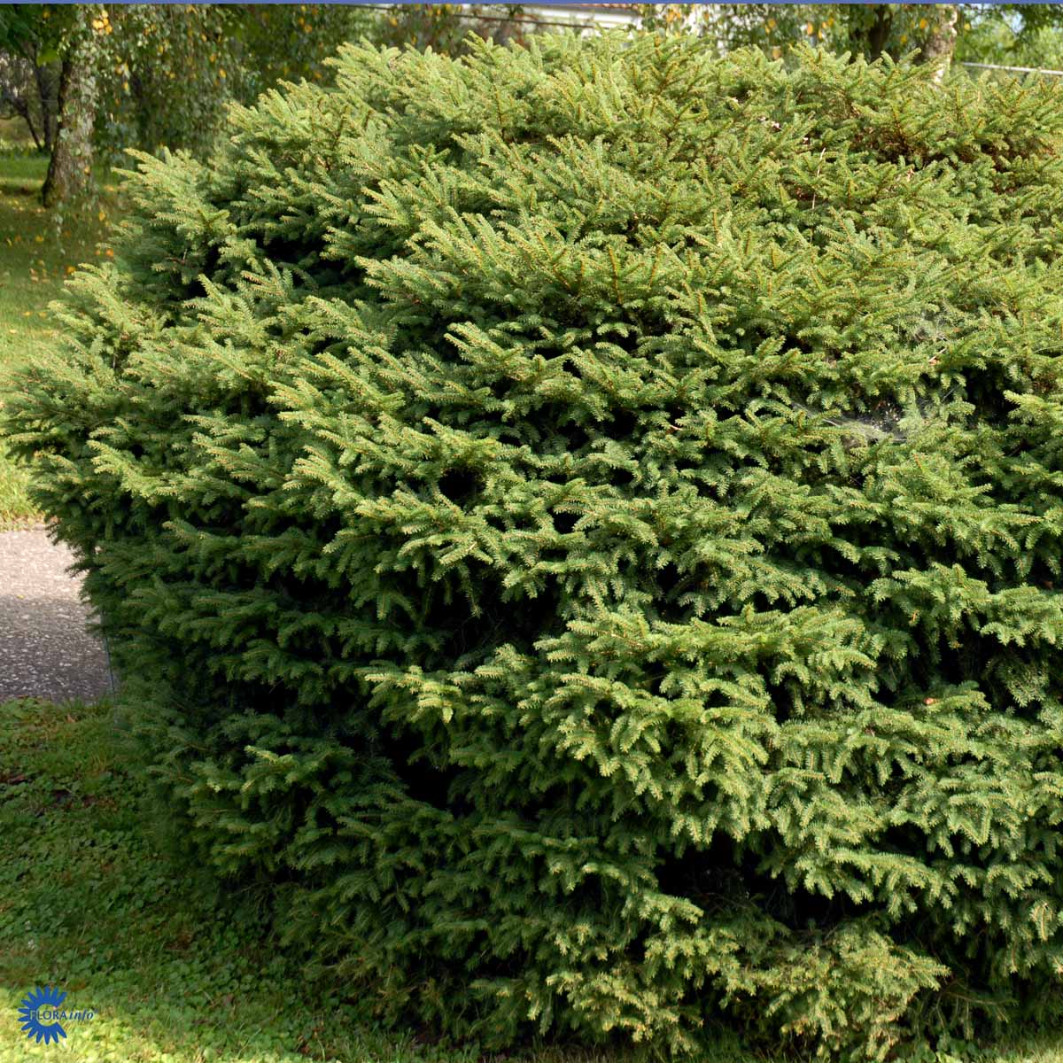 Rødgran 'Nidiformis'