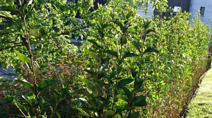 Bilde fra hageprosjekt i Kristiansand, grønn hekk