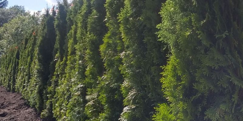 Bilde fra hageprosjekt i Eiksmarka, frodig og grønt