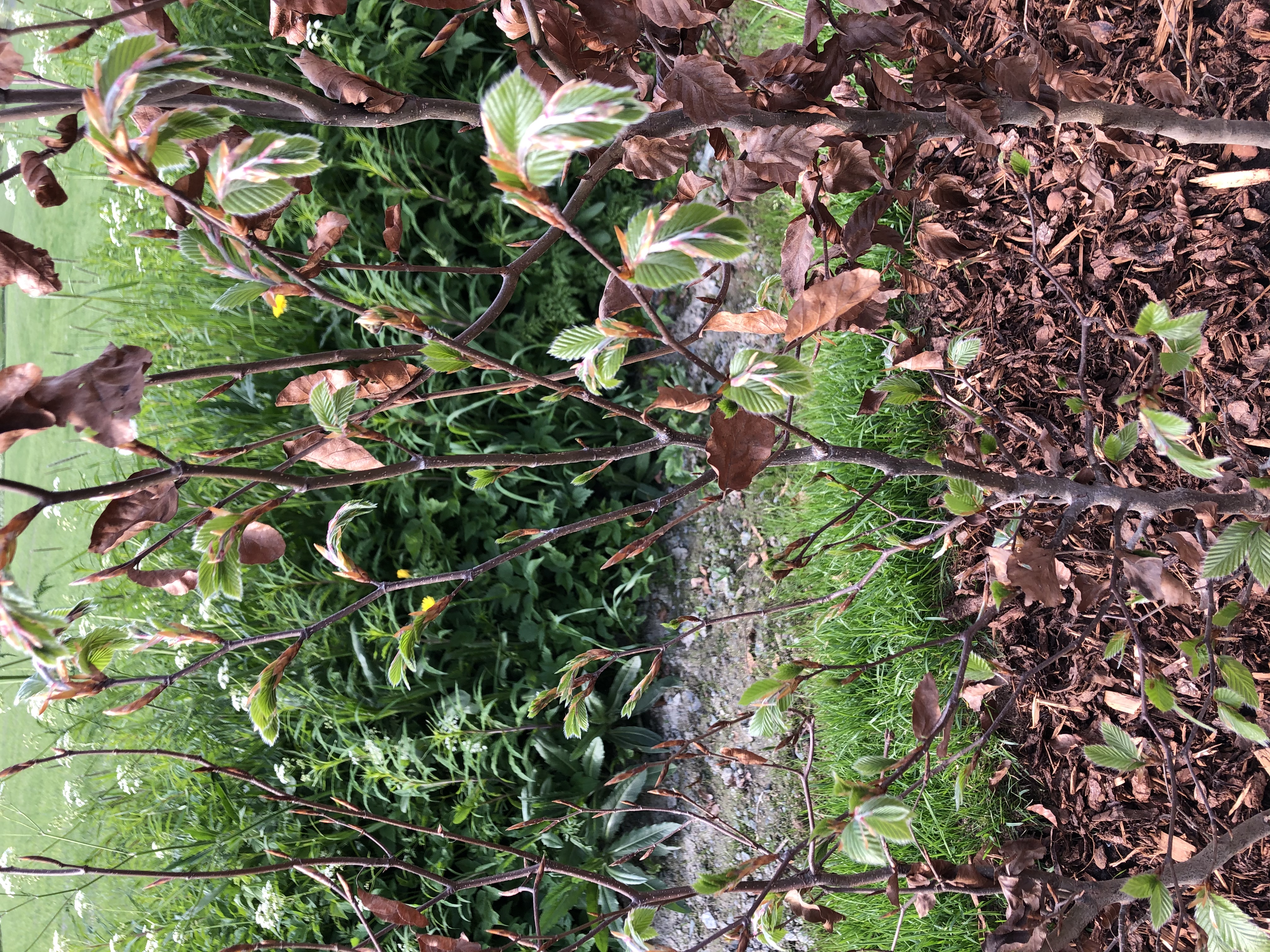 Barrotede bøkplanter klare for hekk i Trondheim