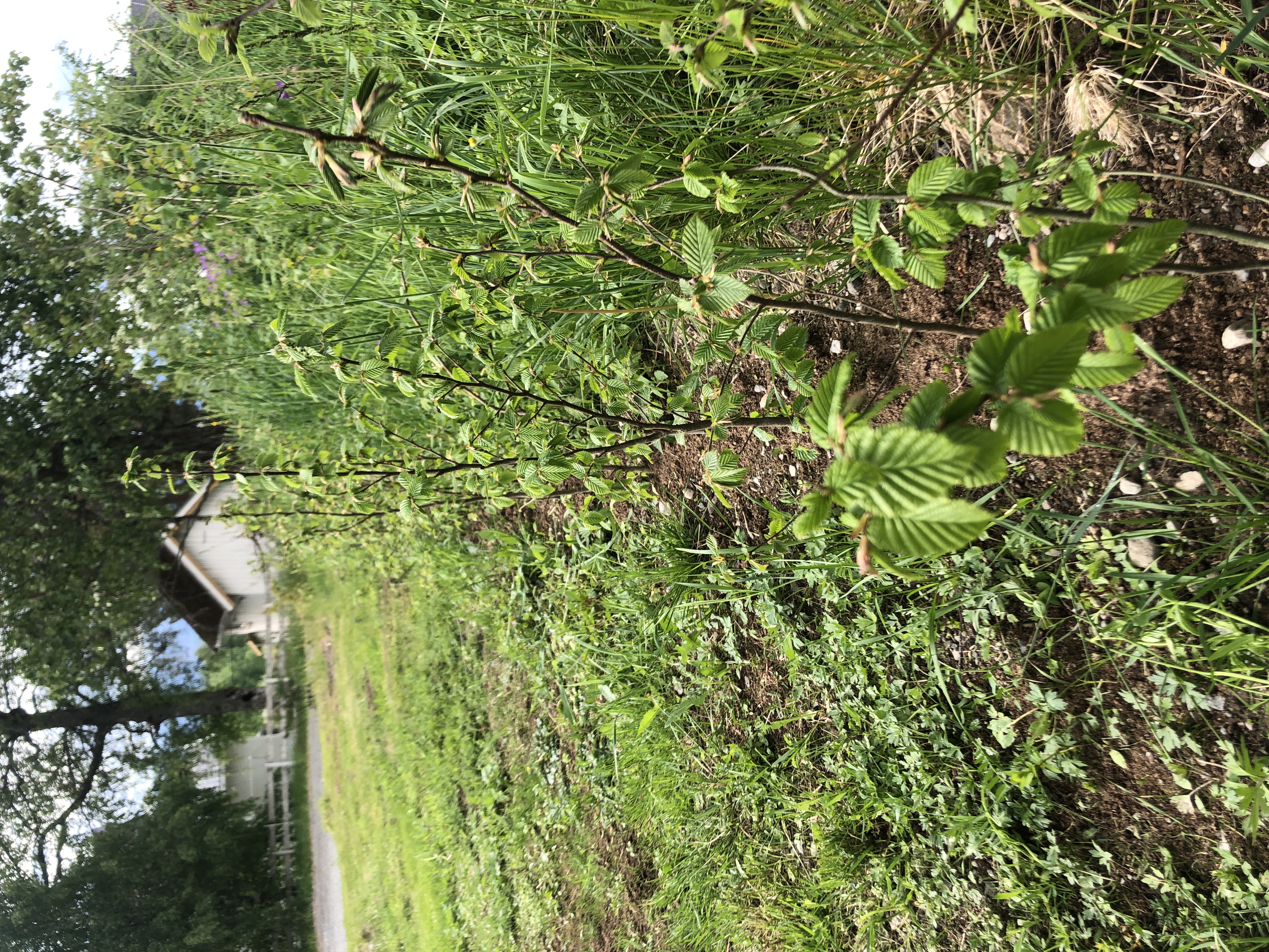 Illustrasjonsbilde med hekk og ulike planter