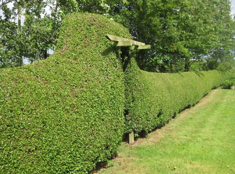 Vinterliguster hekk i hagen
