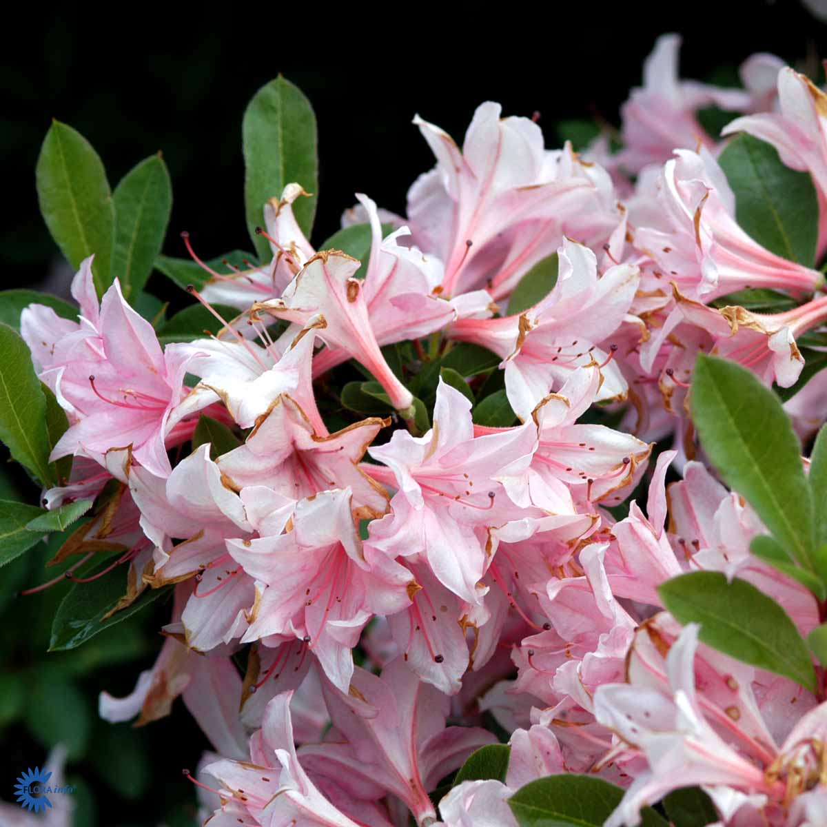Hageazalea Soir de Paris'
