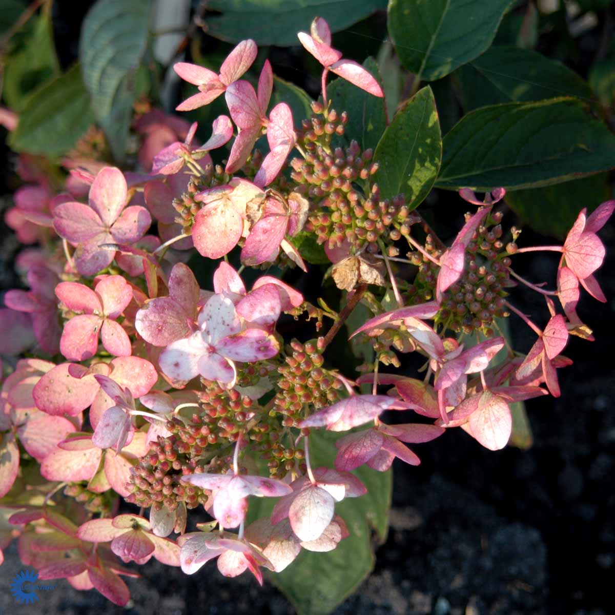 Syrenhortensia 'Pink Diamond'