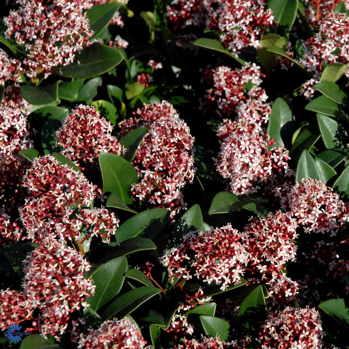 SKIMMIA 'RUBELLA' (BUSK)
