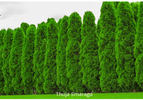Thuja hekkplante, grønn og tett