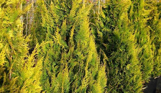 Lawsonsypress 'Stardust'