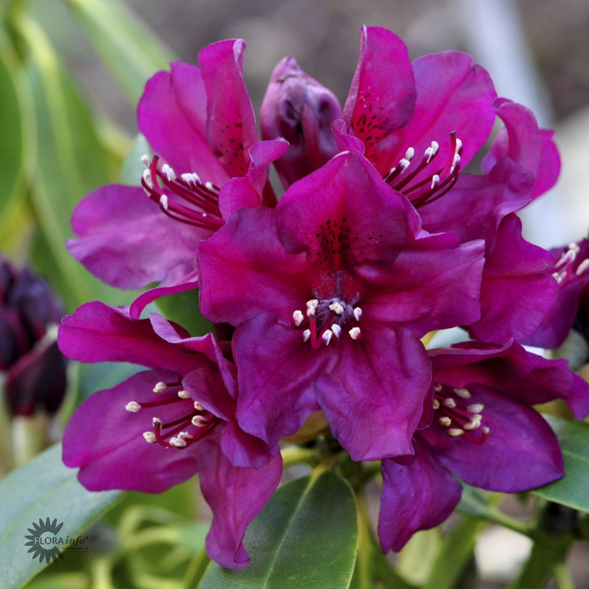 Rhododendron storblomstret 'Polarnacht'