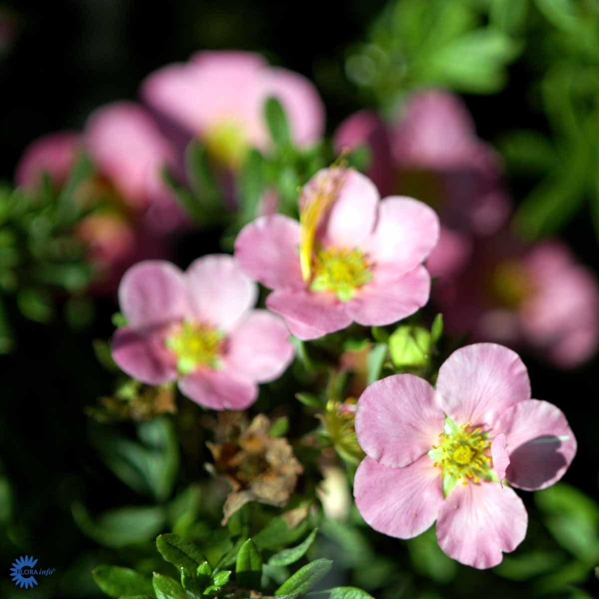 Buskmure 'Pink Beauty'